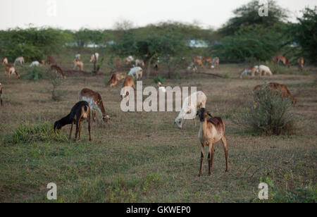 Ziegenherde im Vogelschutzgebiet Koonthankulam, Tamil Nadu, Indien, Reisen - Koonthankulam Vogelschutzgebiet--Koon Stockfoto