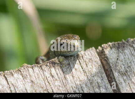 Juvenile gemeinen Eidechse (vivipare Eidechse - Zootoca Vivipara) gucken über Rand der Promenade Stockfoto