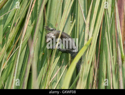 Juvenile gemeinen Eidechse (vivipare Eidechse - Zootoca Vivipara) in Surrey, England Stockfoto