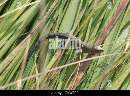 Juvenile gemeinen Eidechse (vivipare Eidechse - Zootoca Vivipara) in Surrey, England Stockfoto