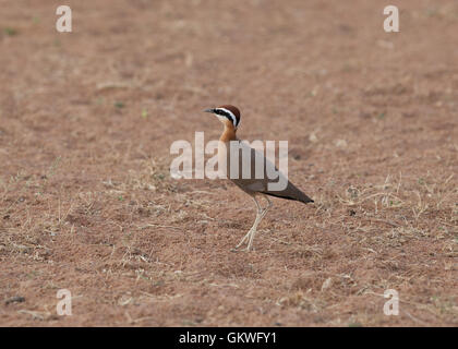 Indischen Renner (Cursorius Coromandelicus) im Koonthankulam Bird Sanctuary, Indien. Stockfoto