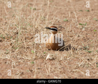 Indischen Renner (Cursorius Coromandelicus) im Koonthankulam Bird Sanctuary, Indien. Stockfoto