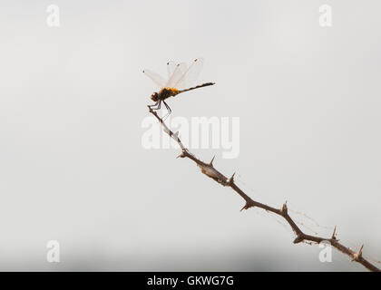 Libelle ruht auf Zweig in Koonthankulam Bird Sanctuary, Tamil Nadu, Indien, Reisen - Koonthanku Stockfoto