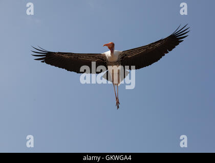 Bemalte Storch (Mycteria, Leucocephala) in der Luft. Stockfoto