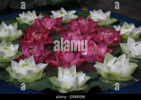 Thailan, Bangkok, Lotusblume auf dem Wasser Stockfoto