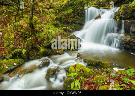 Bach. Cabuerniga Tal. Kantabrien, Spanien. Stockfoto