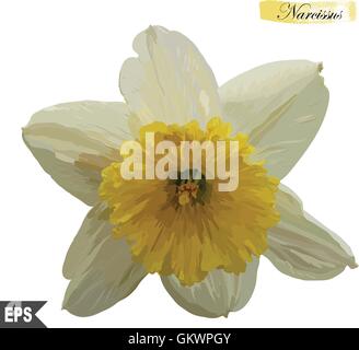 Vektor-Illustration der Karte mit Narzissen auf einem Hintergrund Stock Vektor