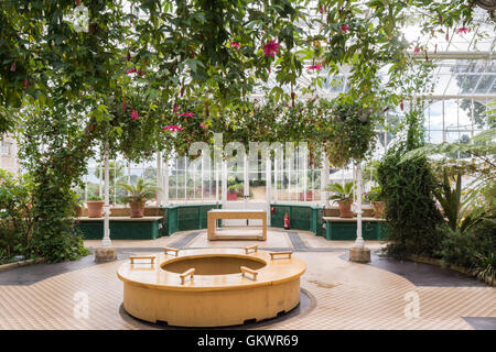 Passiflora Antioquiensis Pflanze innen Wentworth Castle Gardens Conservatory, Stainborough, Barnsley, South Yorkshire, Großbritannien Stockfoto