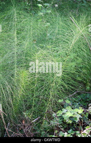 Feld-Schachtelhalm (Equisetum Arvense) wächst in einem Sumpf Stockfoto