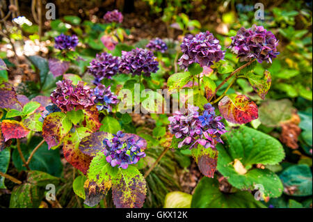 Bunte Hortensie Blumen im Botanischen Garten in Wellington, Neuseeland Stockfoto