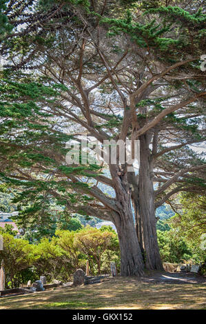 Wellington, New Zealand - 2. März 2016: jüdischer Friedhof in Bolton Street Memorial Park im Stadtteil Thorndon Stockfoto