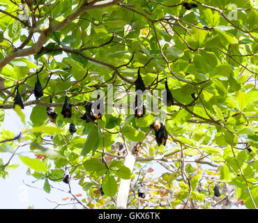 Pack der Flughunde hängt an einem Baum, Thailand Stockfoto