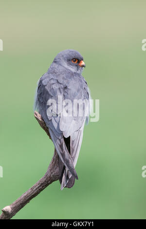 Erwachsene männliche Red-footed Falcon (Falco Vespertinus) hocken auf einem Ast Stockfoto