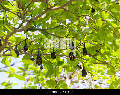 Flughunde hängen Äste, Thailand Stockfoto