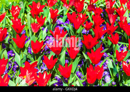 Beautiful Keukenhof park in Lisse, Holland. Blooming red tulips Stockfoto