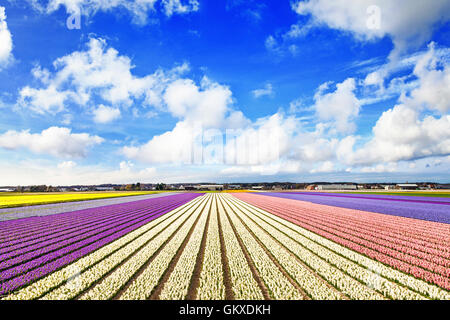 Schöne weite Felder der blühenden Hyacinthus Stockfoto
