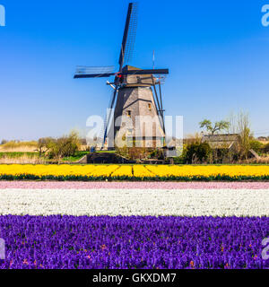 Traditionelle Holland Landschaft - Feld von Zwiebelblumen und Windmühle Stockfoto