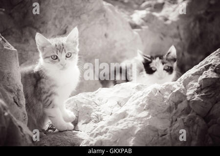 Kleinen heimatlose Kätzchen in den Felsen am Meer. Stockfoto