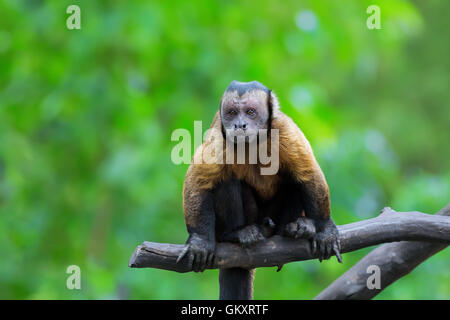 Brauner Kapuziner Affen Stockfoto