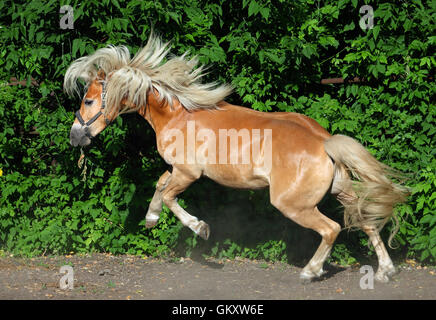 Haflinger, Sauerampfer Pony, Portrait gegen Sommer grüne Büsche Aufbäumen Stockfoto