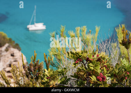 Formentera, Balearen: eine rote Beeren, Bush und einem Katamaran auf dem Hintergrund Stockfoto