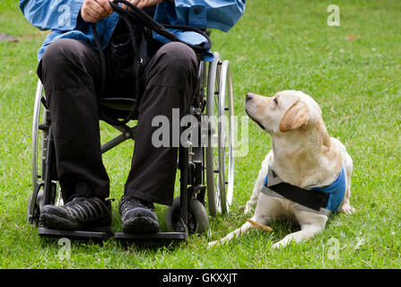 Labrador Hund und seinem behinderten Besitzer auf dem grünen Rasen. Stockfoto