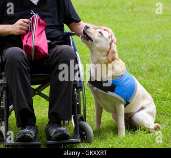 Labrador Hund und seinem behinderten Besitzer auf dem grünen Rasen. Stockfoto