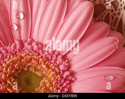 Nahaufnahme einer rosa Gerbera Blume mit Wassertropfen auf die Blütenblätter Stockfoto