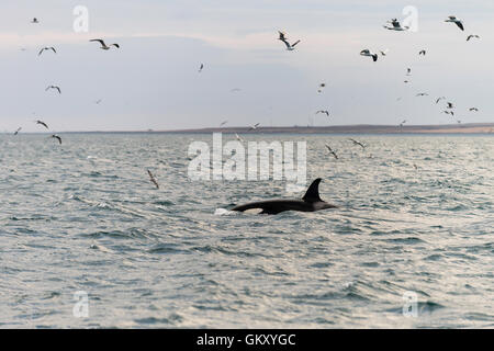 Großer Schwertwal, Orca ("Orcinus Orca") in der Nähe von Grundarfjörður, einer Stadt im Norden der Halbinsel Snaefellsnes, West Island Stockfoto