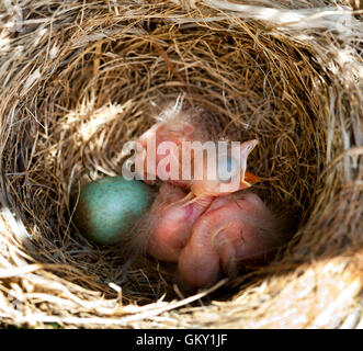 Neugeborenes Baby Amseln im Nest zwischen den Zweigen. Stockfoto