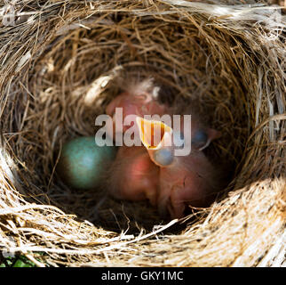 Neugeborenes Baby Amseln im Nest zwischen den Zweigen. Stockfoto