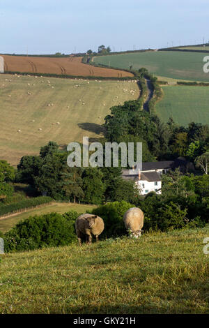 Schafe grasen auf Feldern in der Nähe das Dorf Dunsford, Dartmoor Nationalpark, Holz, Holzwerkstoffen, Tor, Pole, outdoor, Wiese, Wirtschaft Stockfoto