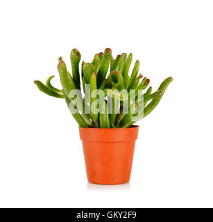 Crassula Gollum oder Trompete (Finger) Jade auf weißem Hintergrund Stockfoto