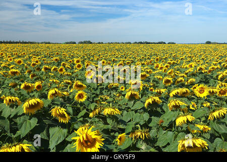 Deeping St. Nikolaus, Lincs, UK. 23. August 2016. Sonnenblumen.  Lucy Taylor von Vine House Farm Bird Foods inspiziert eine Ernte von Sonnenblumen. Vine House Farm in Deeping St. Nikolaus, Lincolnshire, wachsen 100 Hektar großen Sonnenblumen für Vogelfutter, so dass sie die größten Produzenten von Sonnenblumen für Vogelfutter im Vereinigten Königreich. Das sonnige Wetter im Moment ist perfekt für die Sonnenblumen, die im Oktober geerntet werden. Bildnachweis: Paul Marriott/Alamy Live-Nachrichten Stockfoto