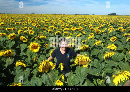 Deeping St. Nikolaus, Lincs, UK. 23. August 2016. Sonnenblumen.  Lucy Taylor von Vine House Farm Bird Foods inspiziert eine Ernte von Sonnenblumen. Vine House Farm in Deeping St. Nikolaus, Lincolnshire, wachsen 100 Hektar großen Sonnenblumen für Vogelfutter, so dass sie die größten Produzenten von Sonnenblumen für Vogelfutter im Vereinigten Königreich. Das sonnige Wetter im Moment ist perfekt für die Sonnenblumen, die im Oktober geerntet werden. Bildnachweis: Paul Marriott/Alamy Live-Nachrichten Stockfoto