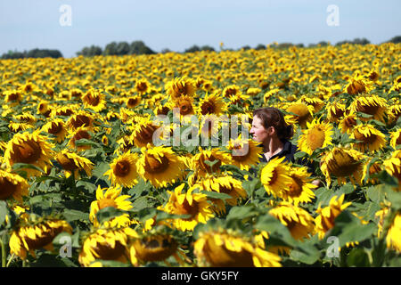 Deeping St. Nikolaus, Lincs, UK. 23. August 2016. Sonnenblumen.  Lucy Taylor von Vine House Farm Bird Foods inspiziert eine Ernte von Sonnenblumen. Vine House Farm in Deeping St. Nikolaus, Lincolnshire, wachsen 100 Hektar großen Sonnenblumen für Vogelfutter, so dass sie die größten Produzenten von Sonnenblumen für Vogelfutter im Vereinigten Königreich. Das sonnige Wetter im Moment ist perfekt für die Sonnenblumen, die im Oktober geerntet werden. Bildnachweis: Paul Marriott/Alamy Live-Nachrichten Stockfoto