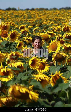 Deeping St. Nikolaus, Lincs, UK. 23. August 2016. Sonnenblumen.  Lucy Taylor von Vine House Farm Bird Foods inspiziert eine Ernte von Sonnenblumen. Vine House Farm in Deeping St. Nikolaus, Lincolnshire, wachsen 100 Hektar großen Sonnenblumen für Vogelfutter, so dass sie die größten Produzenten von Sonnenblumen für Vogelfutter im Vereinigten Königreich. Das sonnige Wetter im Moment ist perfekt für die Sonnenblumen, die im Oktober geerntet werden. Bildnachweis: Paul Marriott/Alamy Live-Nachrichten Stockfoto