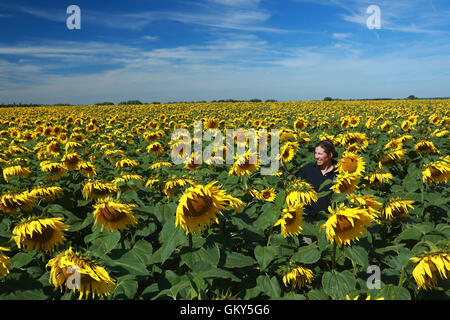 Deeping St. Nikolaus, Lincs, UK. 23. August 2016. Sonnenblumen.  Lucy Taylor von Vine House Farm Bird Foods inspiziert eine Ernte von Sonnenblumen. Vine House Farm in Deeping St. Nikolaus, Lincolnshire, wachsen 100 Hektar großen Sonnenblumen für Vogelfutter, so dass sie die größten Produzenten von Sonnenblumen für Vogelfutter im Vereinigten Königreich. Das sonnige Wetter im Moment ist perfekt für die Sonnenblumen, die im Oktober geerntet werden. Bildnachweis: Paul Marriott/Alamy Live-Nachrichten Stockfoto