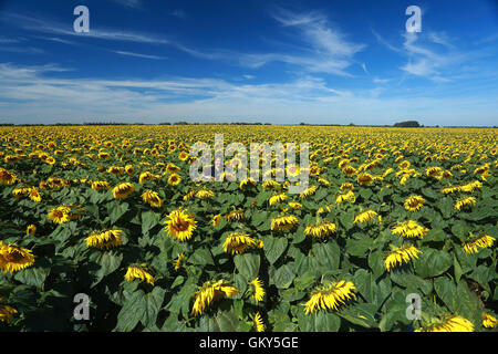 Deeping St. Nikolaus, Lincs, UK. 23. August 2016. Sonnenblumen.  Lucy Taylor von Vine House Farm Bird Foods inspiziert eine Ernte von Sonnenblumen. Vine House Farm in Deeping St. Nikolaus, Lincolnshire, wachsen 100 Hektar großen Sonnenblumen für Vogelfutter, so dass sie die größten Produzenten von Sonnenblumen für Vogelfutter im Vereinigten Königreich. Das sonnige Wetter im Moment ist perfekt für die Sonnenblumen, die im Oktober geerntet werden. Bildnachweis: Paul Marriott/Alamy Live-Nachrichten Stockfoto