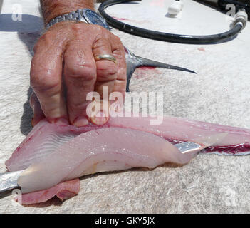 23. August 2016 - Madeira Beach, Florida, US - SCOTT KEELER |   Zeiten. Captain Dave Zalewski Filets Makrele gefangen auf seinem Boot, das Glück auch in der Golfregion, 23.08.16.  Er entfernt das dunklere gamey Fleisch und lässt nur das weiße Filet. Nach Zalewski, die Filets machen große Fisch Taco. (Kredit-Bild: © Scott Keeler/Tampa Bay Mal über ZUMA Draht) Stockfoto