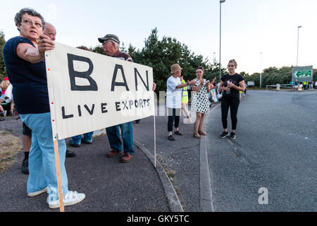 England, Ramsgate. Die Demonstranten top Live Animal Export" durch Kreisverkehr auf viel befahrenen Kreuzung versammelt in Ramsgate und Fährhafen. Banner im Vordergrund und Demonstranten auf der Straße. Stockfoto