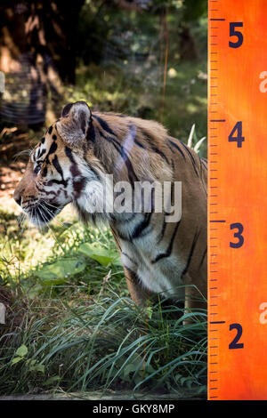 London, UK. 24. August 2016. Sumatra-Tiger wird an einer Skala gemessen, ZSL London Zoo hält seine jährliche Wiegen der Tiere Credit: Guy Corbishley/Alamy Live News Stockfoto