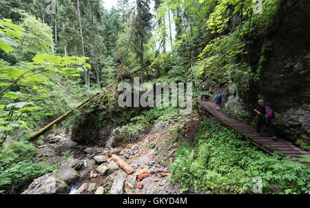 Bonndorf, Deutschland. 13. Juli 2016. Die Lotenbachkamm in der Wutachschlucht Natur behalten in Bonndorf, Deutschland, 13. Juli 2016. Foto: Patrick Seeger/Dpa/Alamy Live News Stockfoto