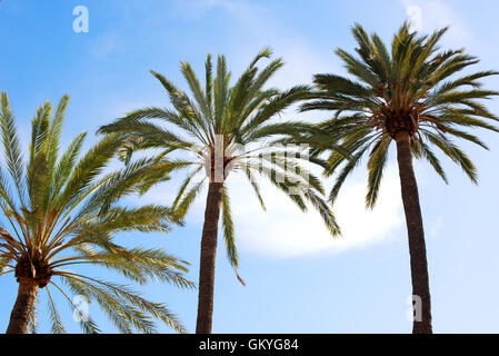 Kronen und Wedel von drei tropischen Palmen vor einem sonnigen blauen Himmel des Sommers konzeptionellen Reisen Stockfoto