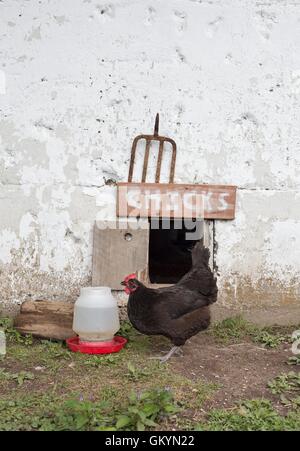 Ein Huhn neben einem Feeder und eine Tür mit einem Schild, das "Küken" liest. Stockfoto