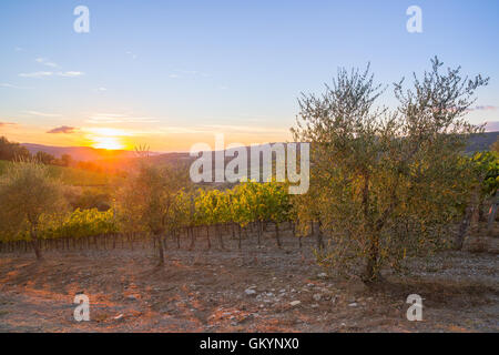 Letzten Sonnenstrahlen über Weinberge und Olivenbäume in der Chianti Region, Toskana, Italien. Stockfoto