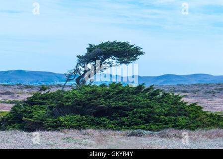 Bodega Bay, Kalifornien, Wellen und Watvögel Stockfoto