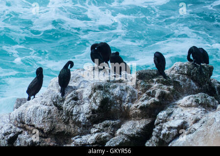 Bodega Bay, Kalifornien, Wellen und Watvögel Stockfoto