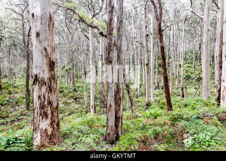 Australische Bäume Prickeln und Karri Westaustralien Stockfoto