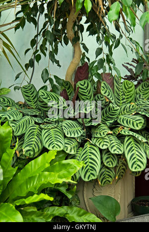 Calathea Makoyana Pfau Pflanze, Cathedral Windows) Stockfoto